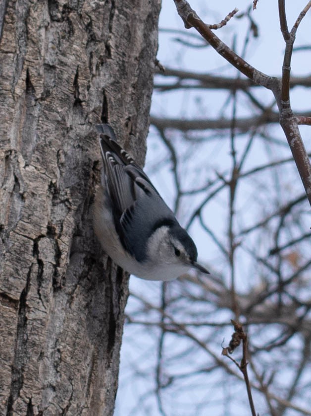 White-breasted Nuthatch - Kathlin Simpkins