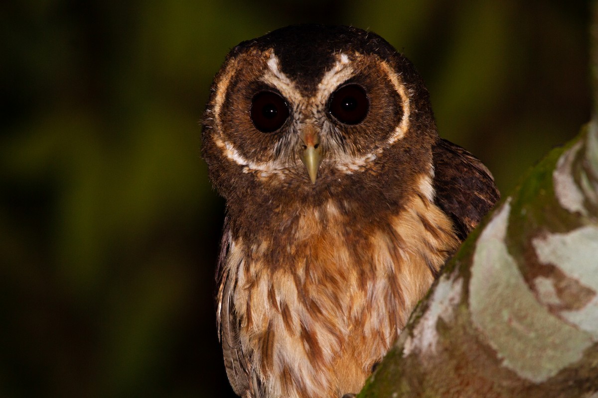 Mottled Owl - ML532461941