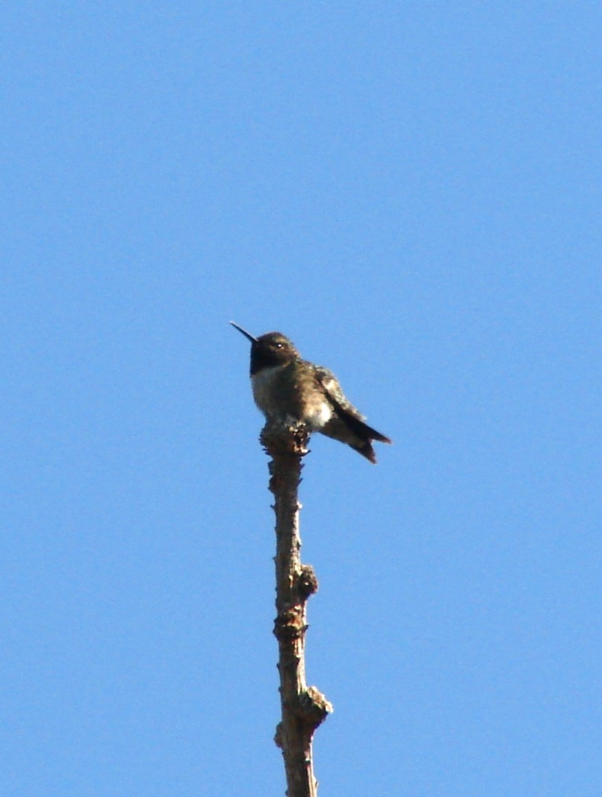 Ruby-throated Hummingbird - ML532463091