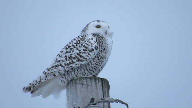 Snowy Owl - ML532463641