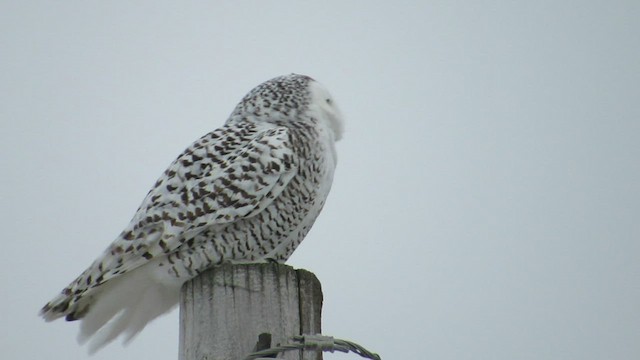 Snowy Owl - ML532464051