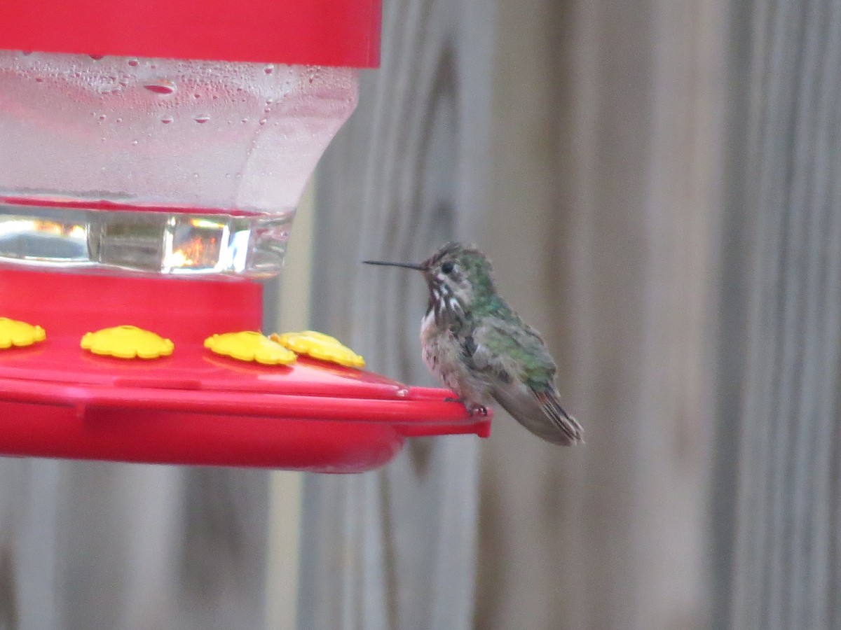 Calliope Hummingbird - ML532466261