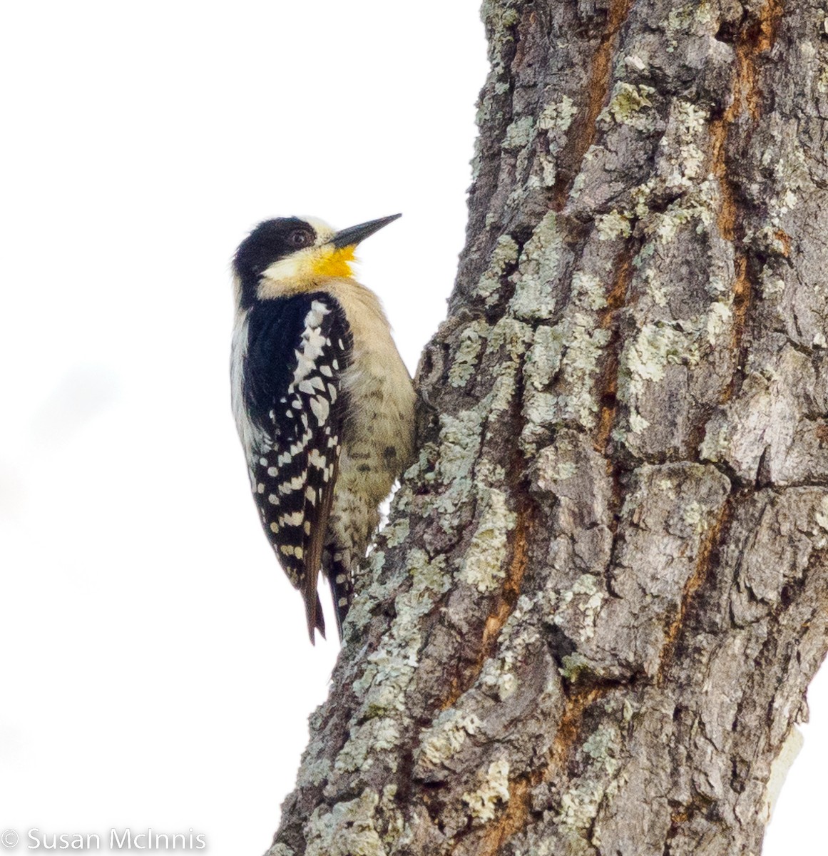 White-fronted Woodpecker - ML532466331