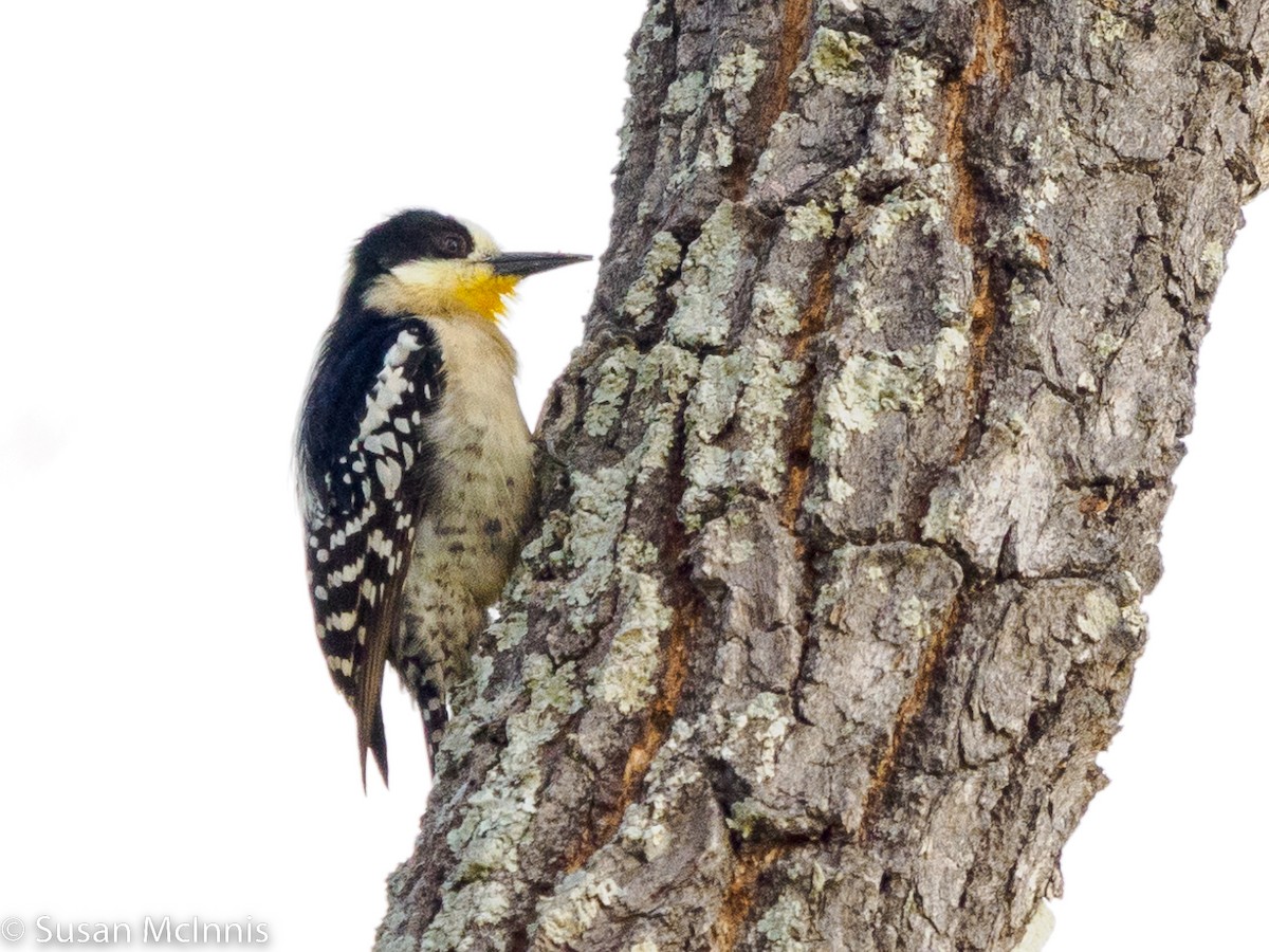 White-fronted Woodpecker - ML532466361