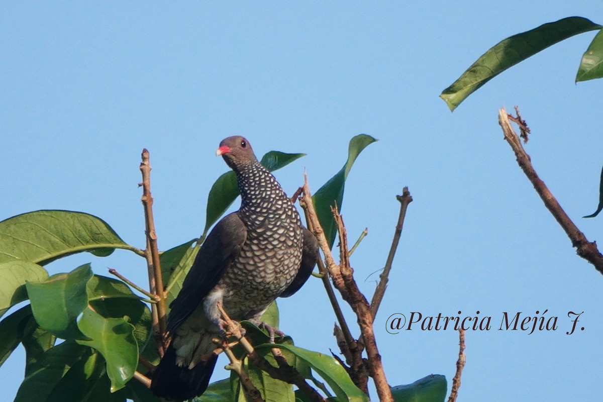Scaled Pigeon - Patricia Mejia