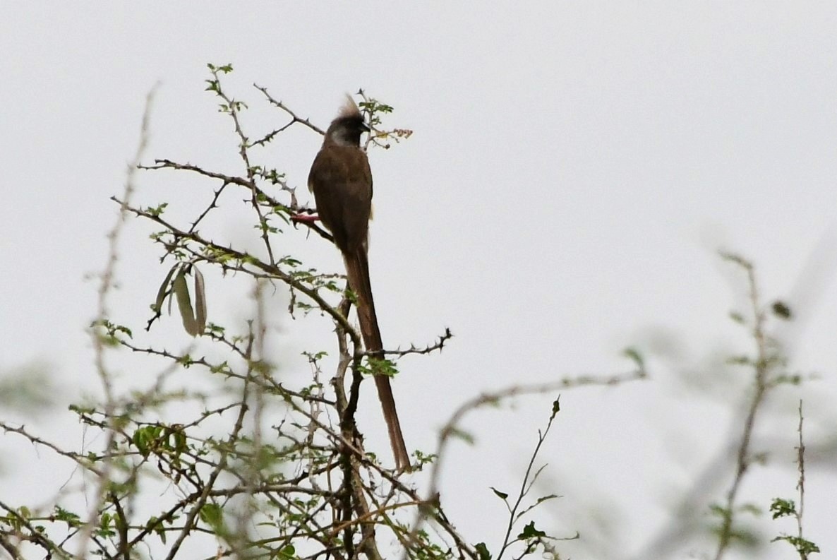 Speckled Mousebird - ML532471531