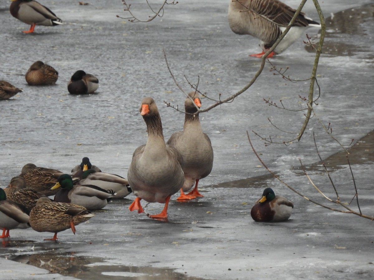 eBird Checklist 6 Feb 2023 Allenstown Bridge Park, Suncook, New