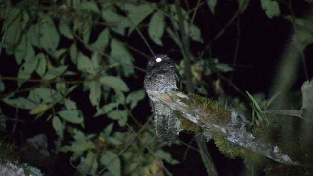 Andean Potoo - ML532488151