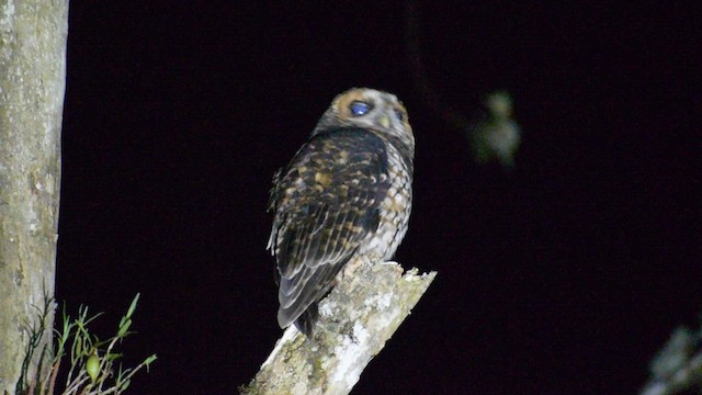 Rufous-banded Owl - ML532488301