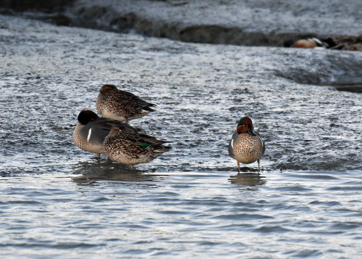 Green-winged Teal - ML532490861