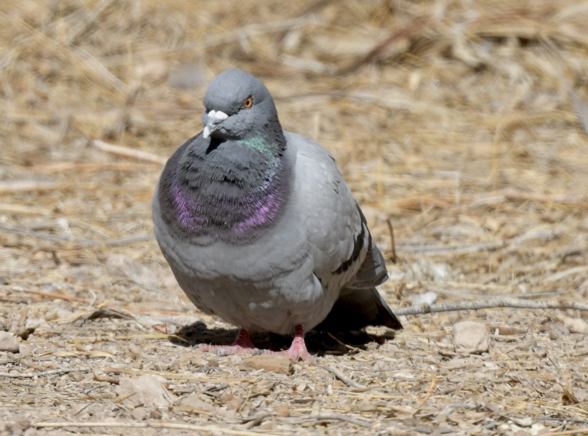 Rock Pigeon (Feral Pigeon) - Tsaiwei Olee