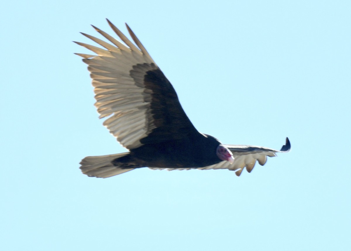 Turkey Vulture - Tsaiwei Olee