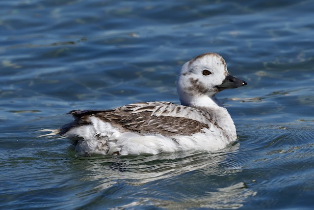 Long-tailed Duck - eBird