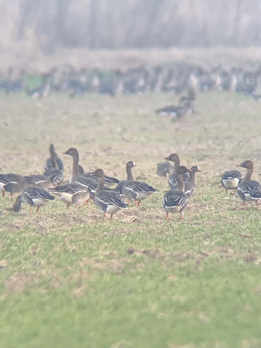 Lesser White-fronted Goose - ML532497541