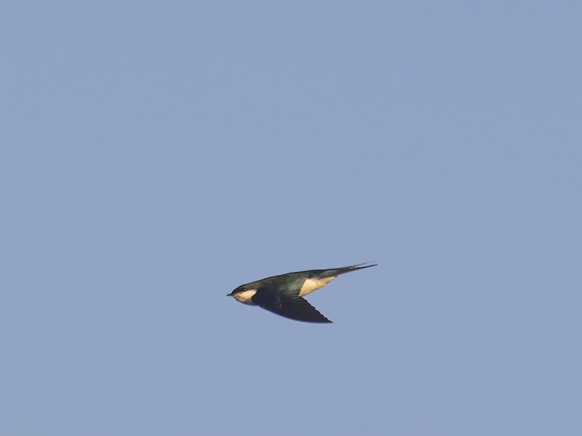 Bahama Swallow - ML532497931