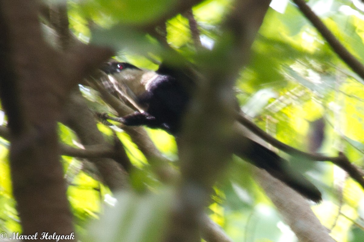 Pied Coucal - ML532503241
