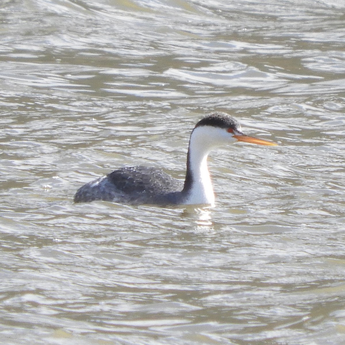 eBird Checklist 6 Feb 2023 Lake McClureHorseshoe Bend Rec Area