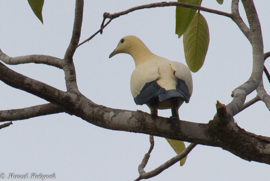 Yellowish Imperial-Pigeon - ML532508581