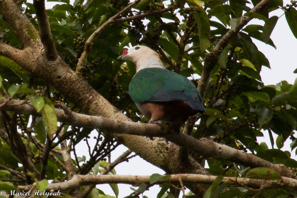 Red-knobbed Imperial-Pigeon - Marcel Holyoak