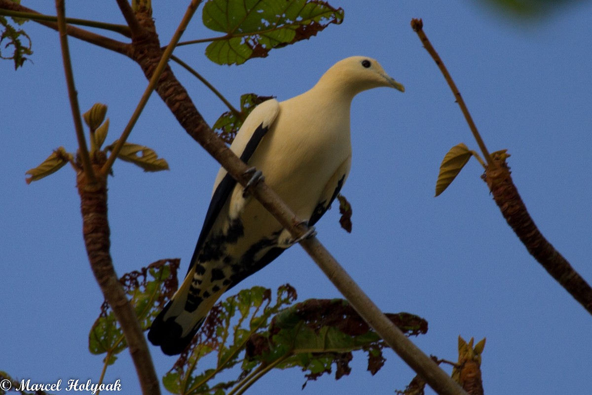 Yellowish Imperial-Pigeon - ML532511151