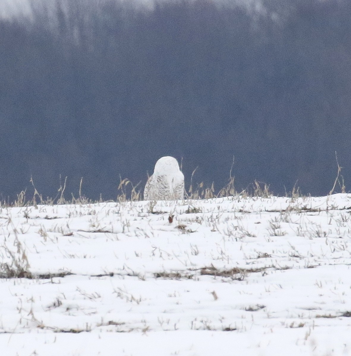 Snowy Owl - ML532511511