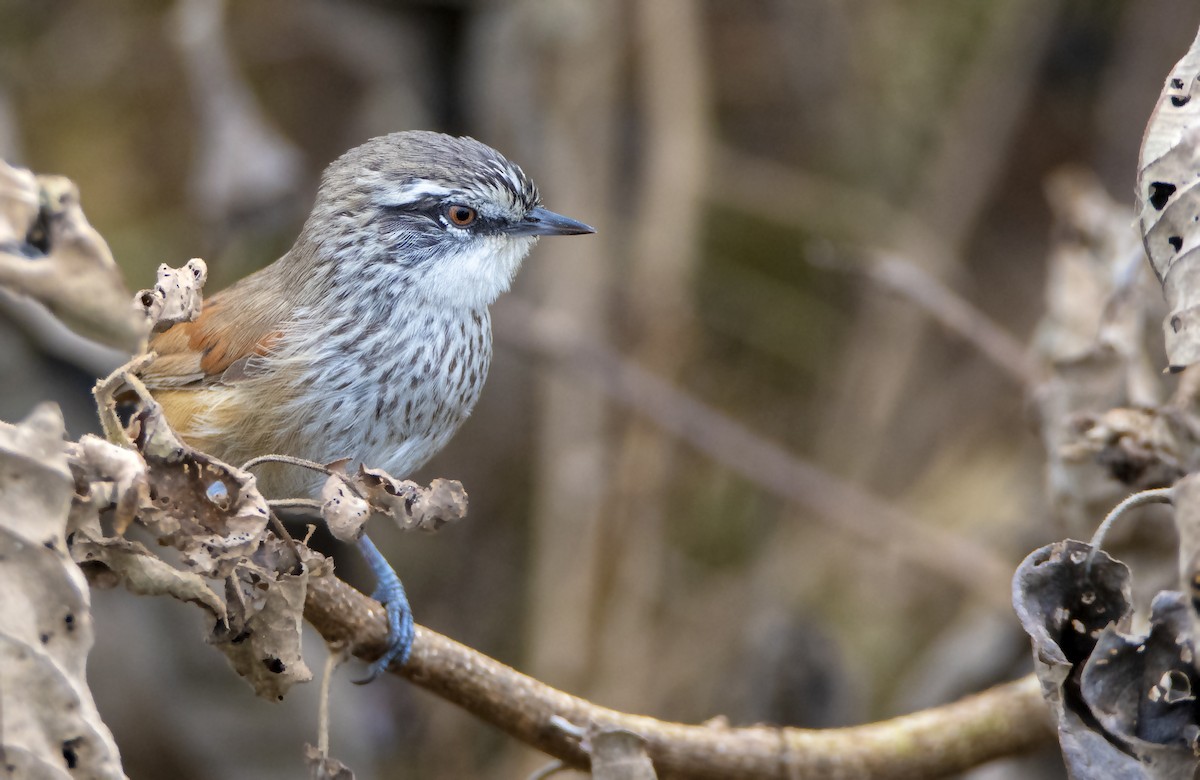 Necklaced Spinetail - ML532512311