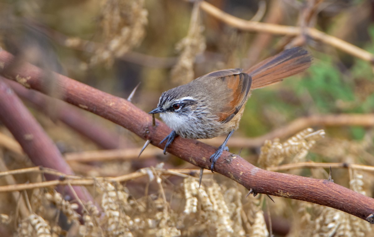Necklaced Spinetail - ML532512321