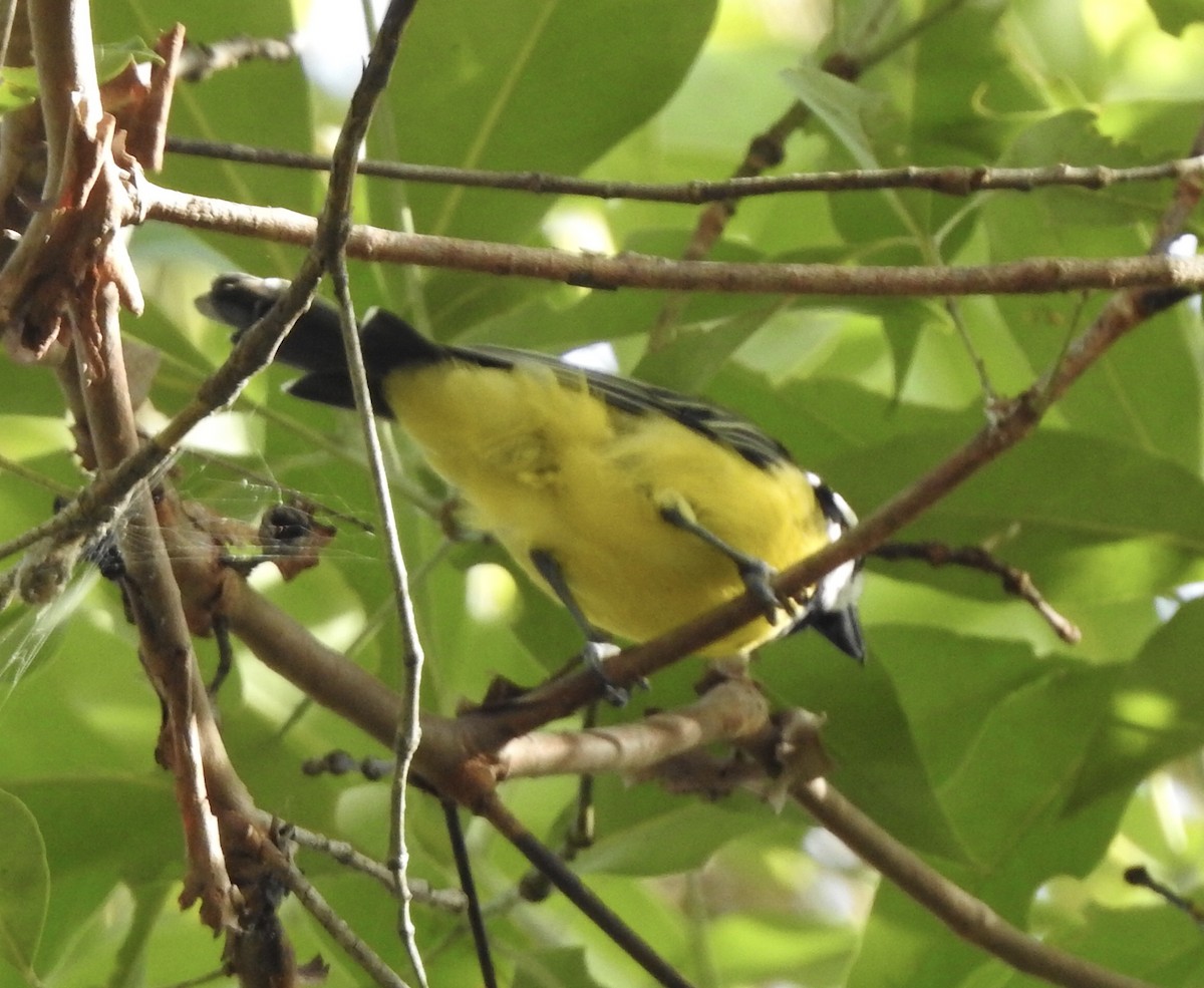 eBird Checklist - 6 Feb 2023 - D'Aguilar National Park--Araucaria ...