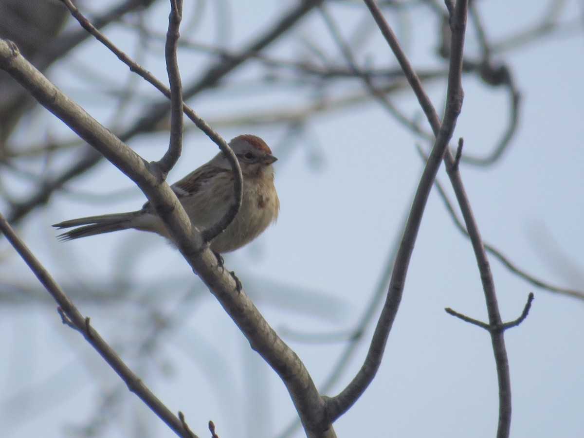 American Tree Sparrow - Nick Paarlberg