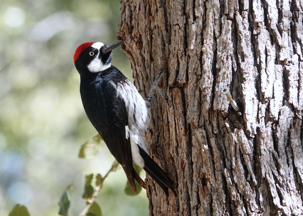 Acorn Woodpecker - ML532518051