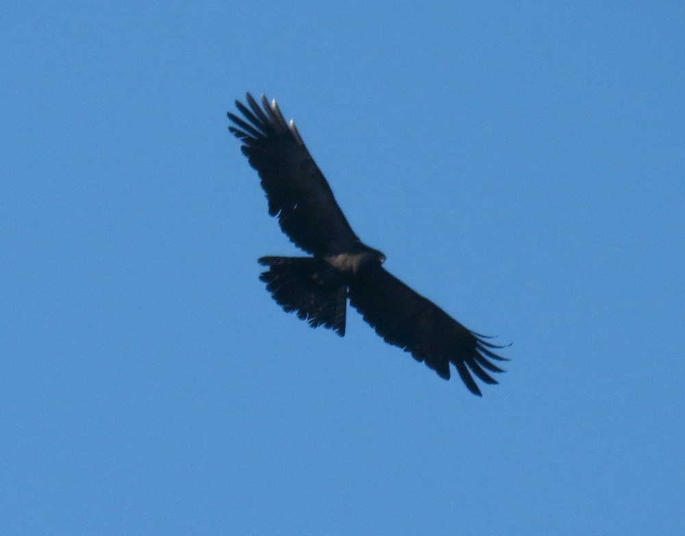 Black Eagle - ML532520061