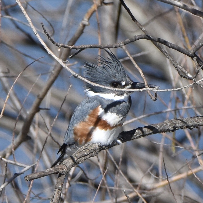 Belted Kingfisher - ML532522221
