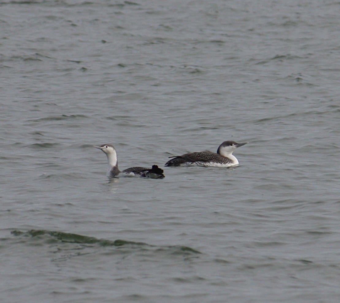 Red-throated Loon - ML532525171