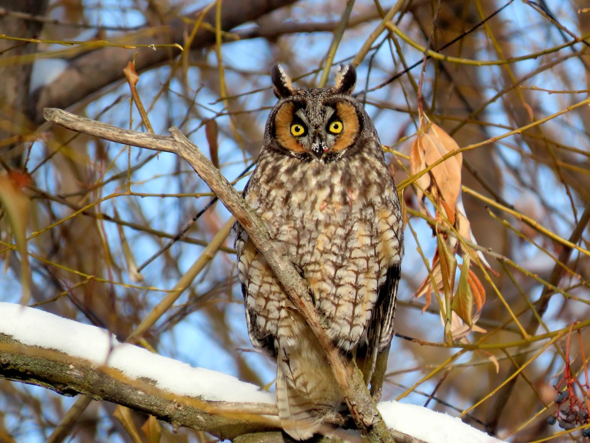 Long-eared Owl - ML532525371