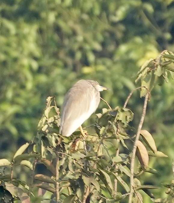 Indian Pond-Heron - Praveen Chavan