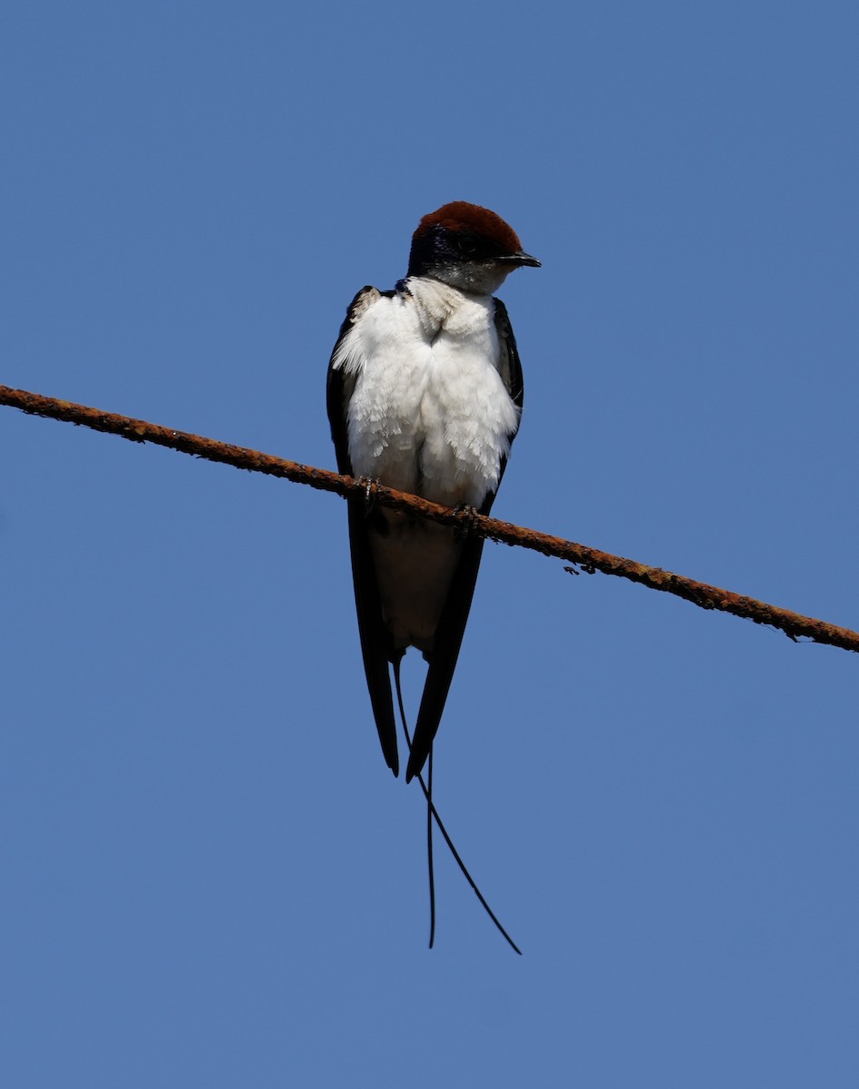Wire-tailed Swallow - Praveen Chavan