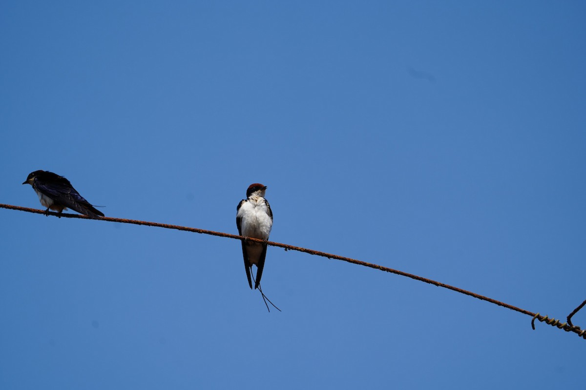 Wire-tailed Swallow - ML532529261