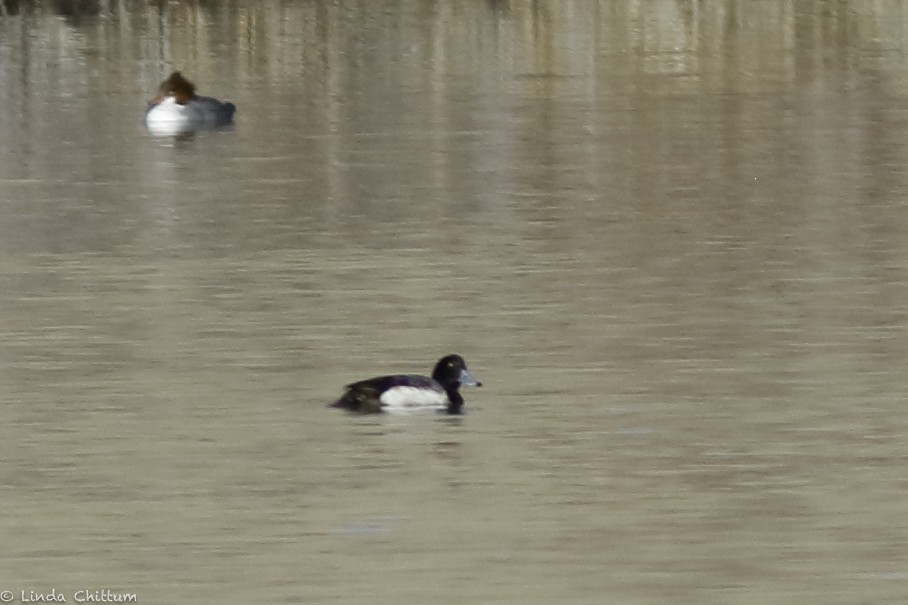 Greater Scaup - ML532531101