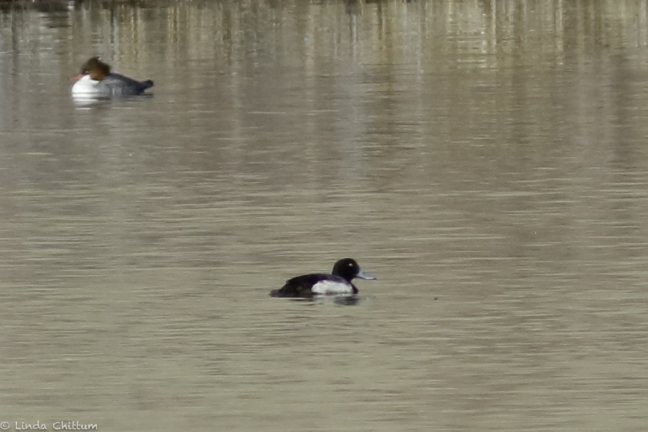 Greater Scaup - ML532531111