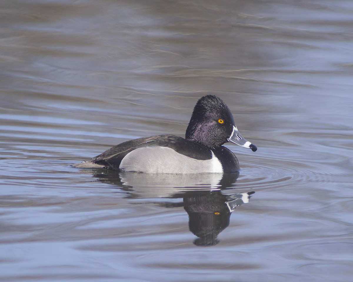 Ring-necked Duck - ML532531921