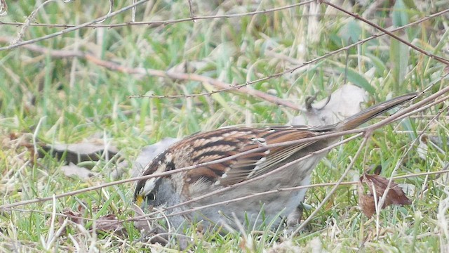 White-throated Sparrow - ML532534911