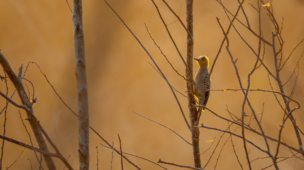 Golden-cheeked Woodpecker - ML532536031