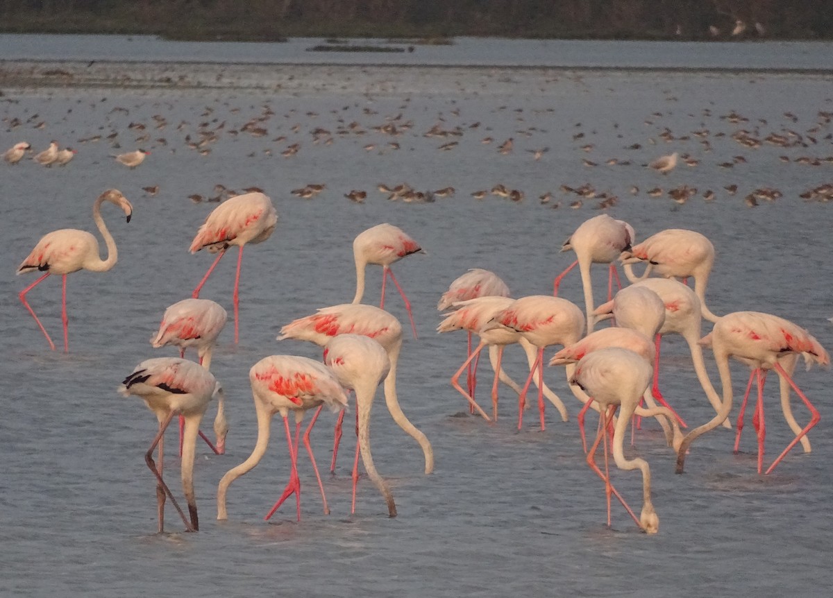Greater Flamingo - Sri Srikumar