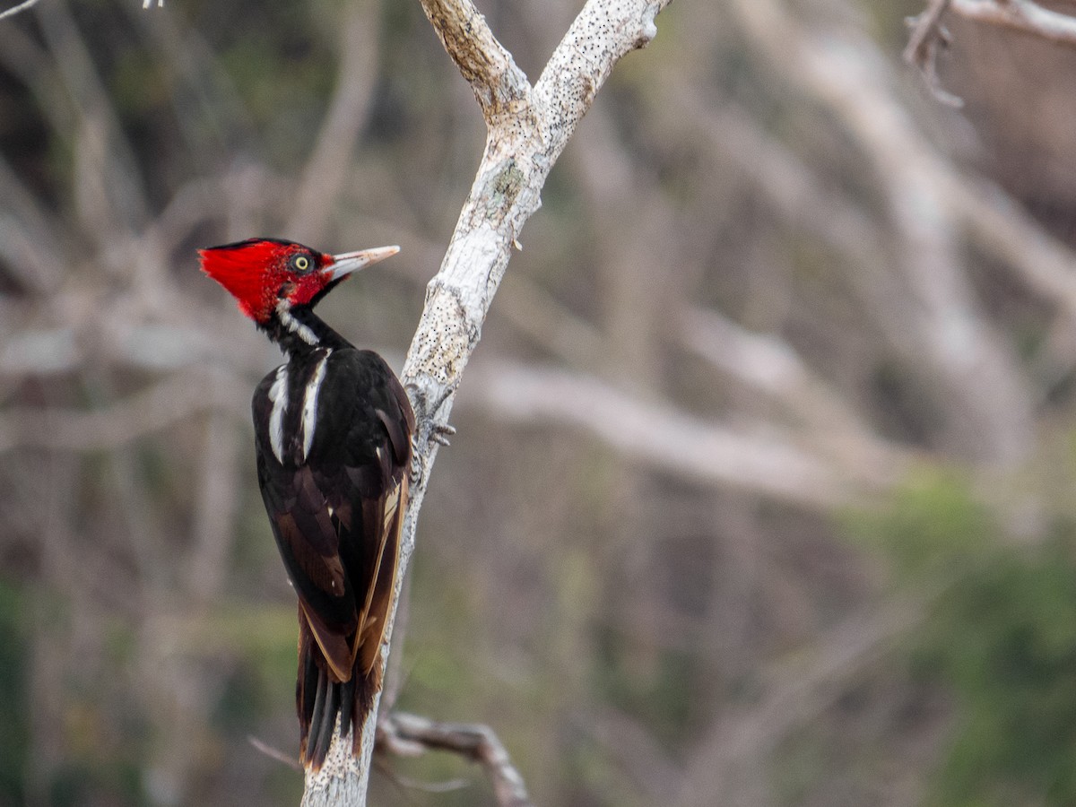 Pale-billed Woodpecker - ML532537511