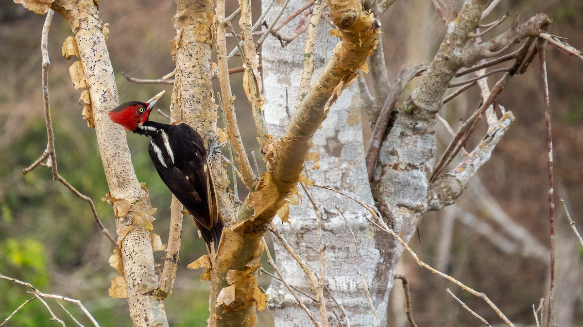 Pale-billed Woodpecker - ML532537531