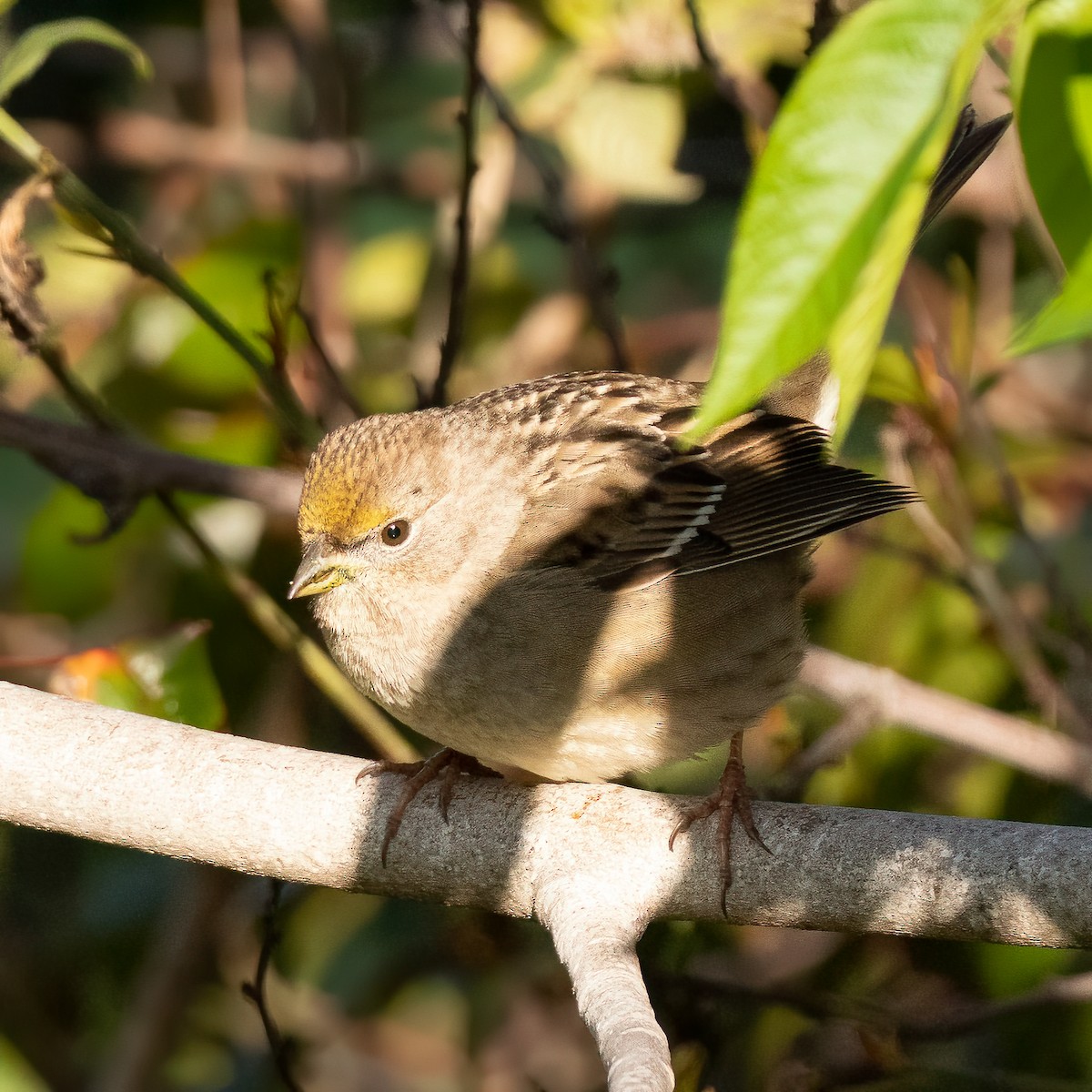 Golden-crowned Sparrow - ML532539931