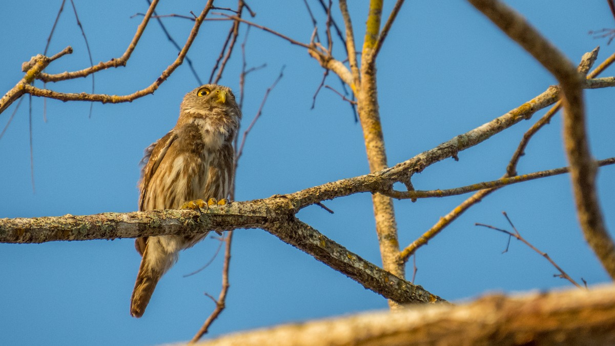 Ferruginous Pygmy-Owl - Aquiles Brinco