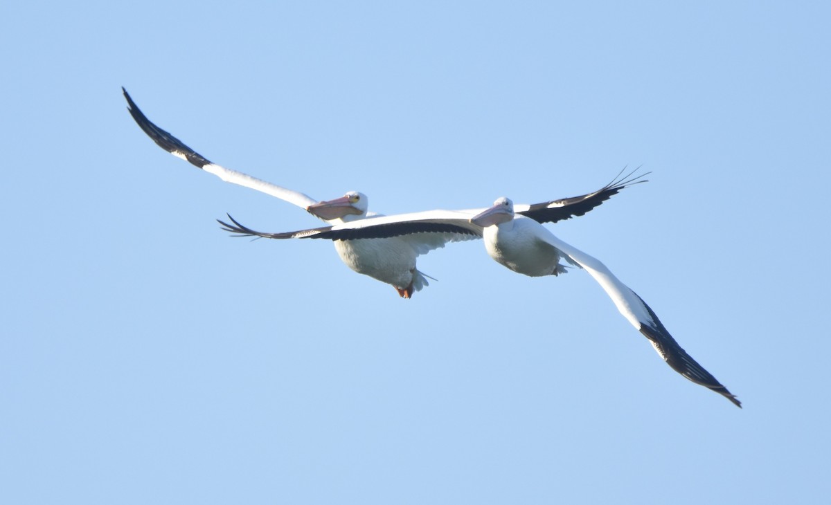 pelikán severoamerický - ML532542141