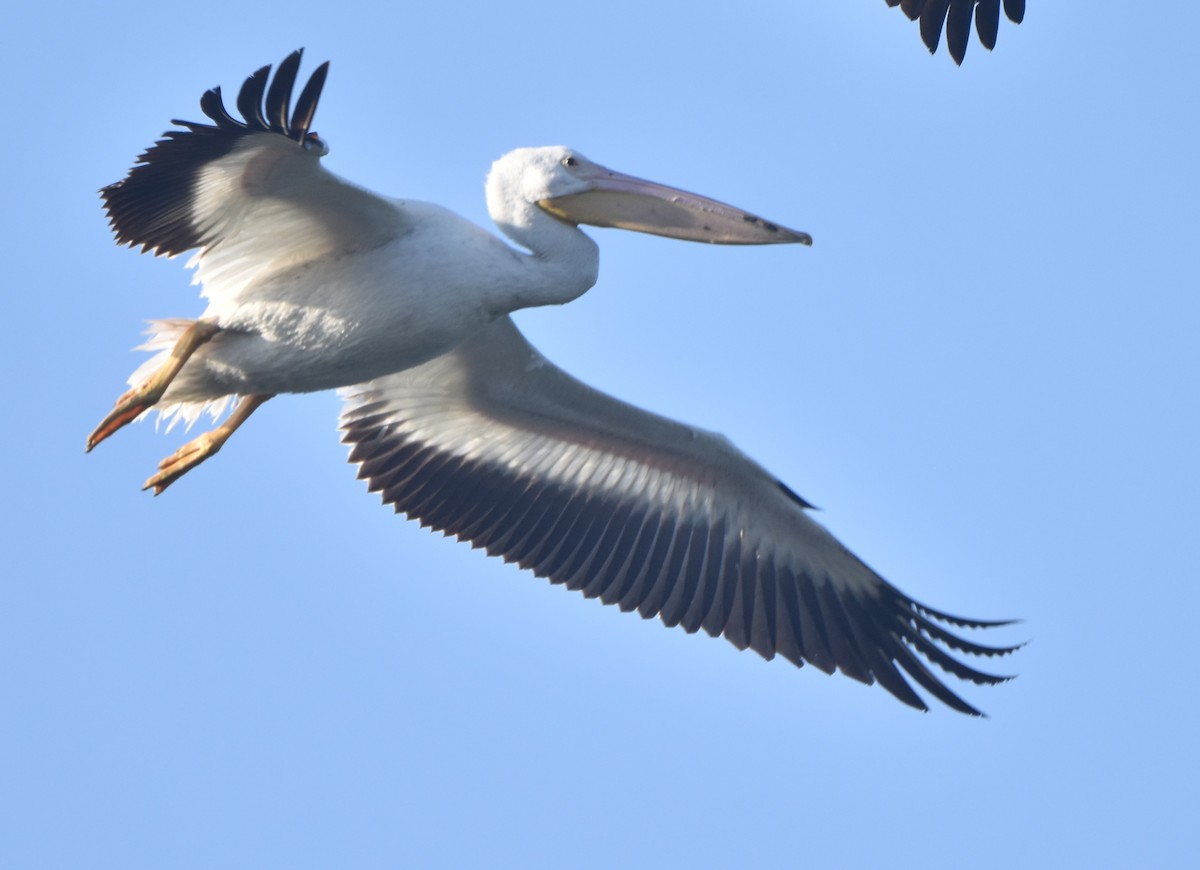 pelikán severoamerický - ML532542151