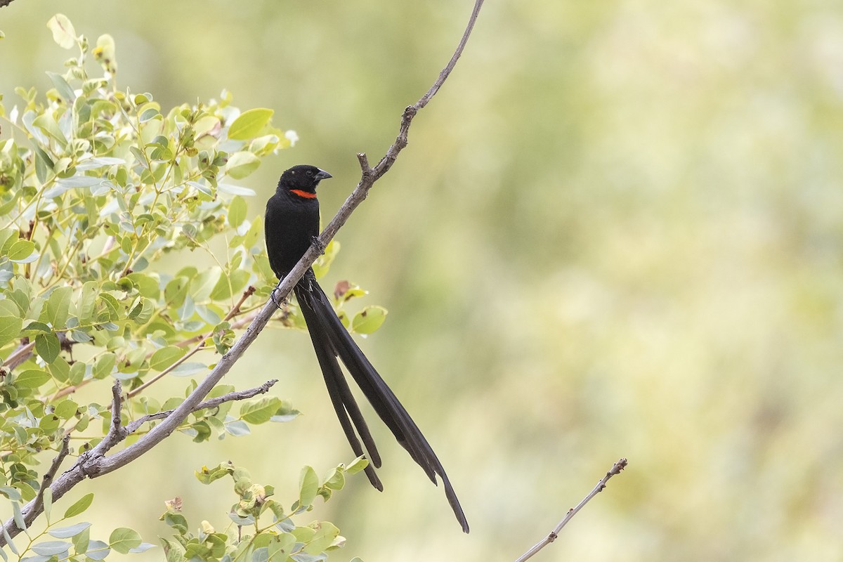 Red-collared Widowbird (Red-collared) - ML532544951